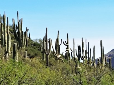 images of cacti