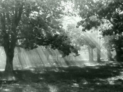 Trees with filtered sunlight